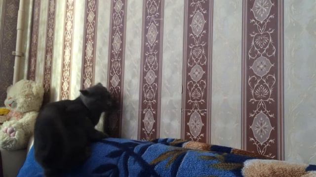 Максик ( шотландец вислоухий ) смотреть онлайн