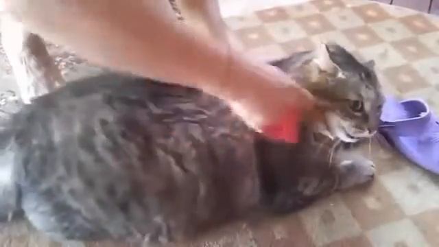 Толстый кот кричит и ругается когда его вычесывают! ))) смотреть онлайн