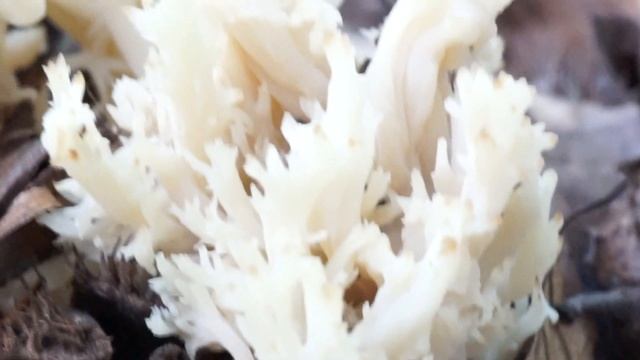 Goździeńczyk grzebieniasty - Clavulina coralloides смотреть онлайн