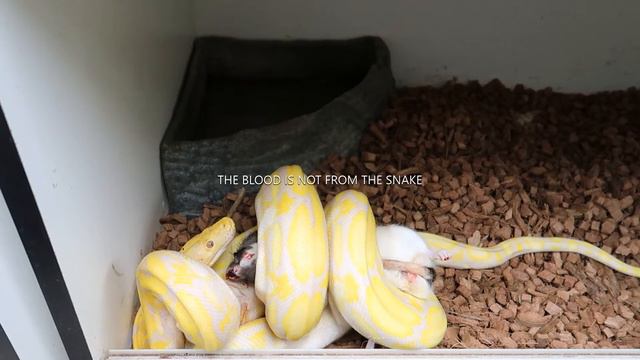 LAVENDER RETICULATED PYTHON FEEDING!!!!!!! смотреть онлайн