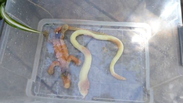 Growing Creatures: Alligator and Snake - 600%. Растущие в воде игрушки: крокодил, змея. смотреть онлайн