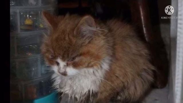 Мужчина заметил странную коробку в канаве и решил остановился, открыв её он потерял дар речи смотреть онлайн