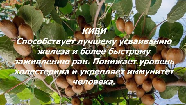 Экодар! Гибридные мини-деревья смотреть онлайн