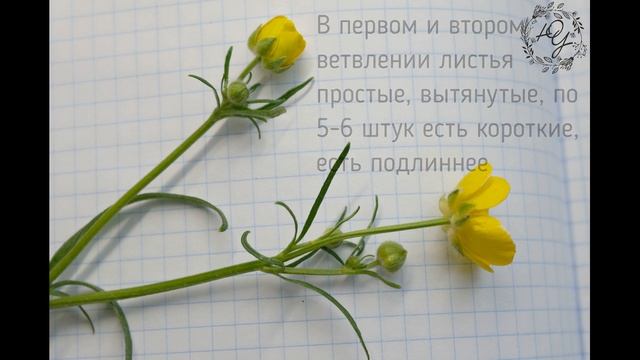 Лютик разбор смотреть онлайн