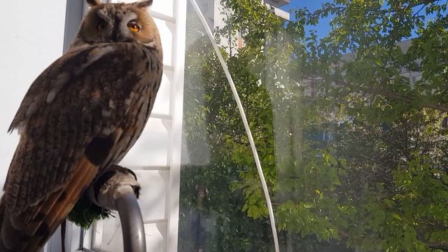 Чтение книги АСМР  Ренсома Риггза 