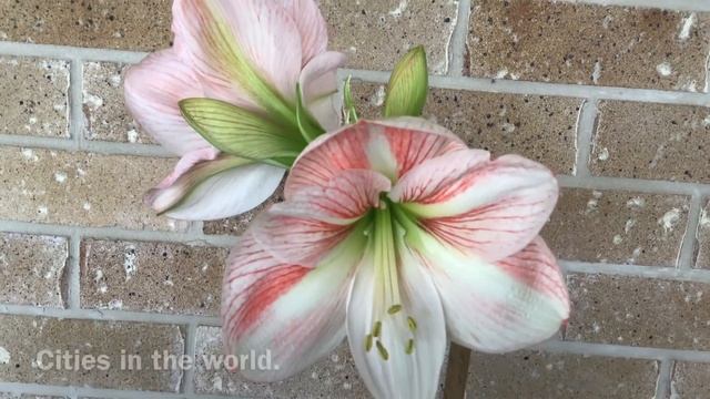 Hippeastrum Sao Paulo смотреть онлайн