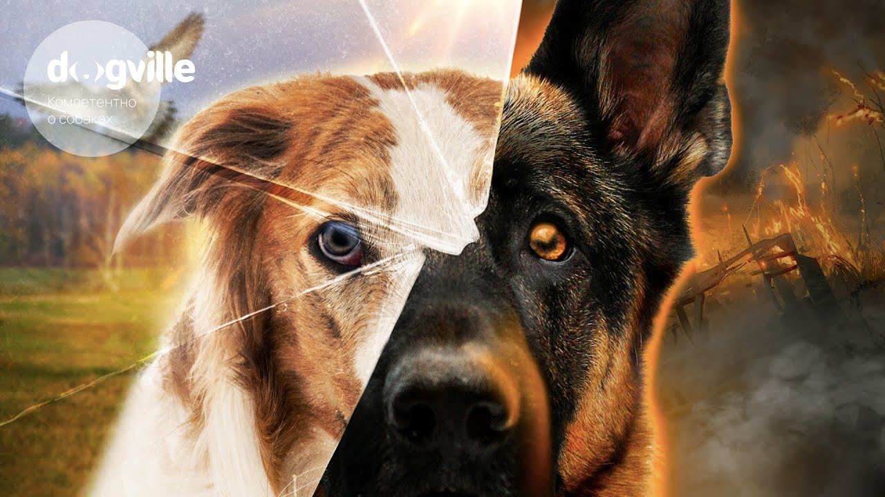 ИСТОРИЯ РАЗВИТИЯ КИНОЛОГИИ — Видеолекция смотреть онлайн