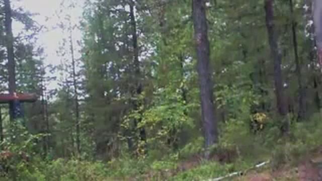 В тайгу за кедровыми орехами.Into the forest of pine nuts. смотреть онлайн