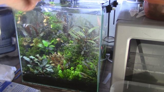 Уборка в аквариуме. Сортировка рыбок и креветок. Один день моей жизни. смотреть онлайн