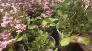 Сцевола: цветок, который меня покорил своей красотой и лёгкостью в уходе?