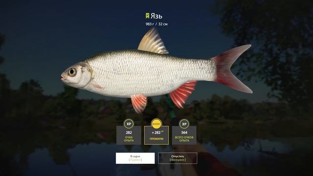 Язь на Комарином! - Трофей и две точки клёва! ? РР4