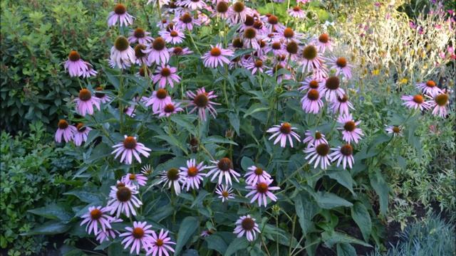 Эхинацея пурпурная смотреть онлайн