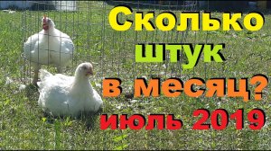 Оборот бройлера в нашем хозяйстве