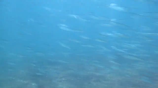 Amy Scuba Diving in Ecuador смотреть онлайн