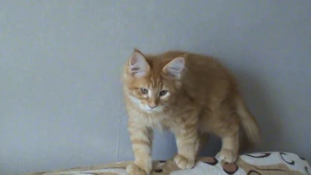 kitten maine coon of 3 months, for sale. смотреть онлайн
