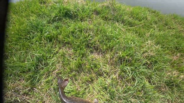 Охота с рогатки(АРХИВ) смотреть онлайн