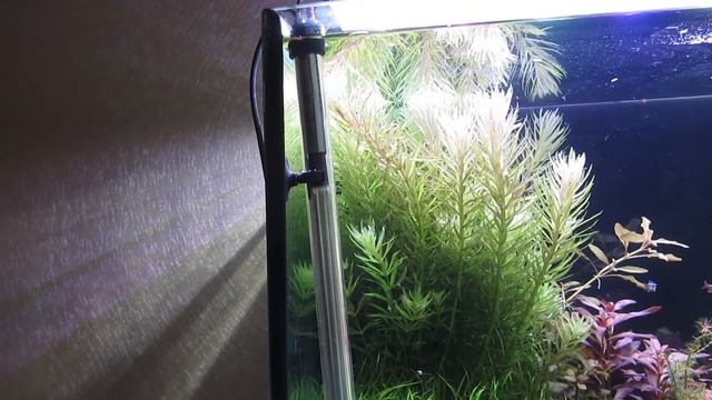 Температура воды в аквариуме. Как повысить или снизить температуру воды в аквариуме. смотреть онлайн