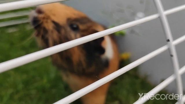 Вот как сегодня жил мой морской свин Кекс + грустная история про Манго смотреть онлайн