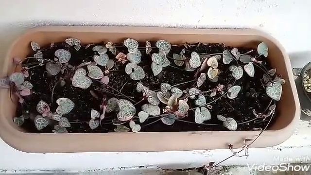 Echeveria setosa#chroma.??? смотреть онлайн