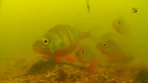 Окунь. Поплавочная удочка, подводные съемки, Рыбалка. Ловля окуня на поплавочную удочку. fishing