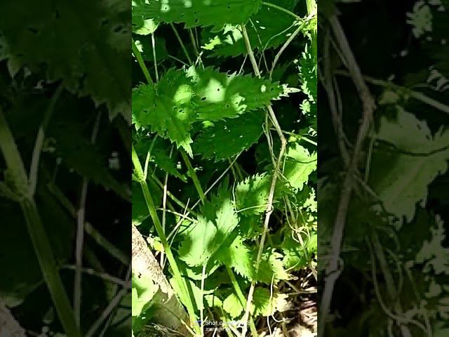 Птичка свила гнездо для детёнышей смотреть онлайн