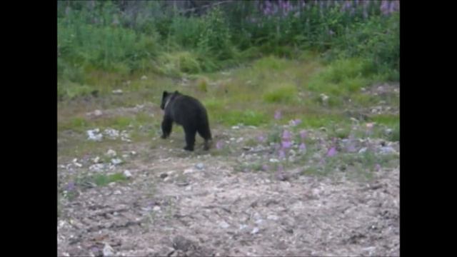 Голубая тайга Юрий Гуляев. Автор видео Юрий Баженов. смотреть онлайн