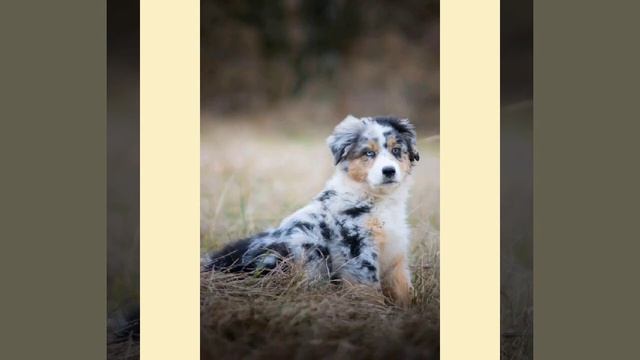 Австралийская овчарка смотреть онлайн