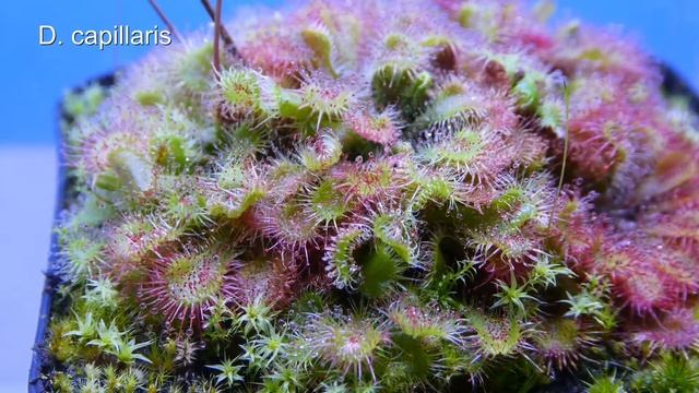 Drosera Capillaris Fütterung Mit Hefe/ Sundew Fed With Yeast