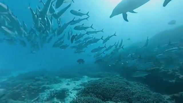 Swimming with Dolphins in 360° on the Great Barrier Reef смотреть онлайн