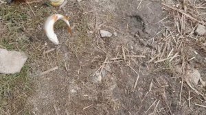 РЫБОЛОВНЫЙ БАТТЛ ПЛОТВА ПО 500 ГРАММ, БИТВА ПРИКОРМОК DUNAEV VS VABIK, РЫБАЛКА НА ЛИНЯ