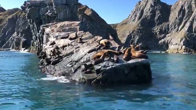 Колония северных морских львов, или сивучей. Часть 2. смотреть онлайн