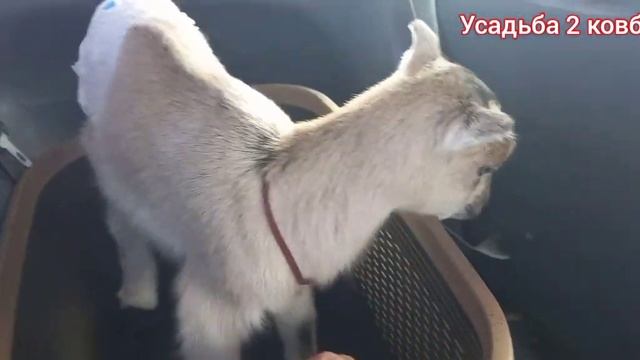 Обезроживание козленка термокаутером . смотреть онлайн