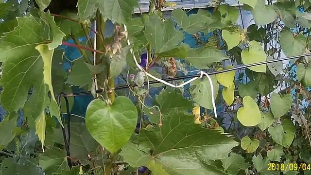 МОИ 6 СОТОК!Воздушная отводка ,делаем саженцы на самой лозе!! смотреть онлайн