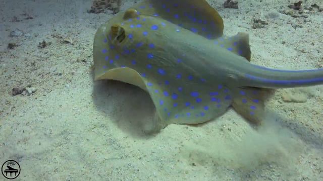 The Ocean View #21 | Relaxing Music with Underwater Scenery смотреть онлайн