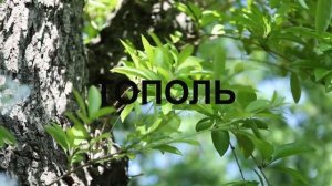 Какие деревья нельзя сажать возле дома. Приметы.