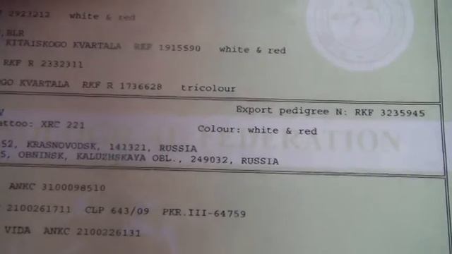 Экспортная родословная нашего кобеля Геральда Гриффа из Династии Стюартов смотреть онлайн