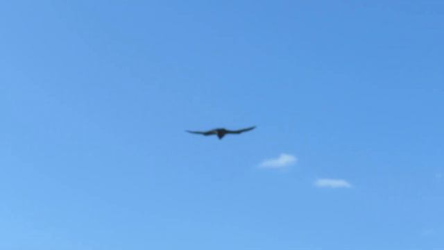 Полевой лунь. Снимала с Притомки(Кемерово) смотреть онлайн