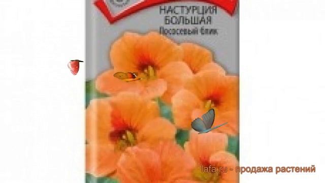 Настурция большая Лососевый блик ? обзор: как сажать, семена настурции Лососевый блик смотреть онлайн