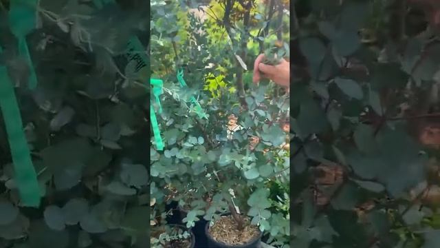 Высокодекоративные растения для российского климата смотреть онлайн