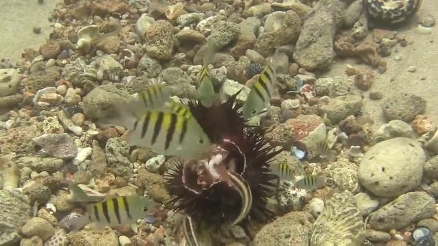 Pez Sargento Mayor (Abudefduf saxatilis) Sergeant Major Fish смотреть онлайн