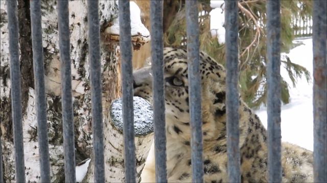Снежный барс чешется около дерева 30.11.2020 смотреть онлайн