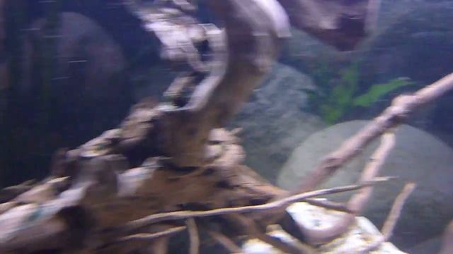 African TigerFish - Hydrocynus Vittatus смотреть онлайн