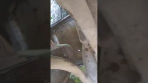 Сливаем антифриз с kia ceed еd