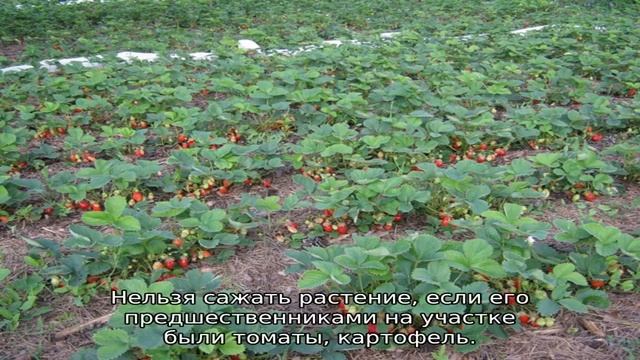 Земляника Хоней — описание сорта смотреть онлайн