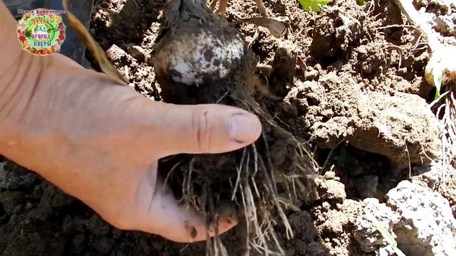 Как определить когда надо копать озимый чеснок? смотреть онлайн