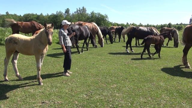 Клёвый Конь! Результаты проекта "русская серебристая" 2019 года. смотреть онлайн