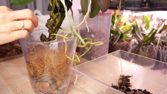 Четыре года мучились с этой орхидеей! Неужели всё?! Руки ЛЕГКО творили ВОЛШЕБСТВО. смотреть онлайн