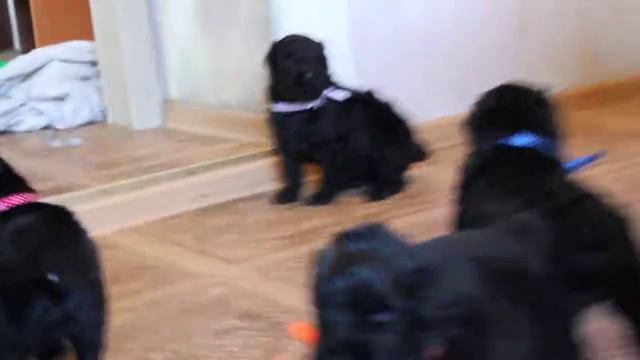 Щенки Ефрем+Брюля питомник