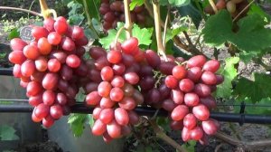 Виноград Богема селекции В. Загорулько