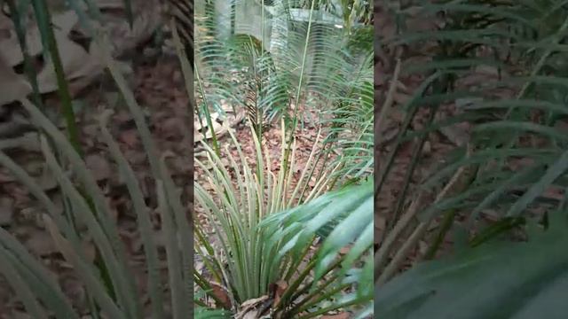 Have you ever seen this plant смотреть онлайн